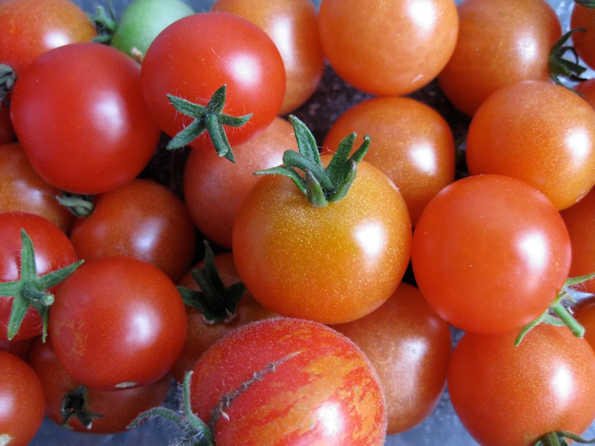 Lezing: Hoe de tomaat naar Europa kwam